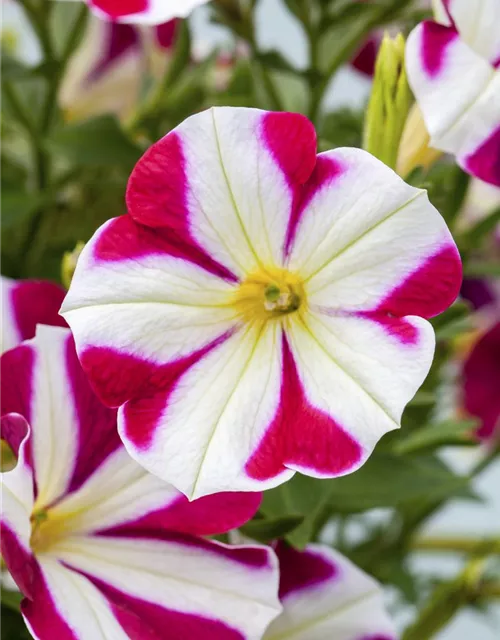 Petunie 'Chameletunia'®