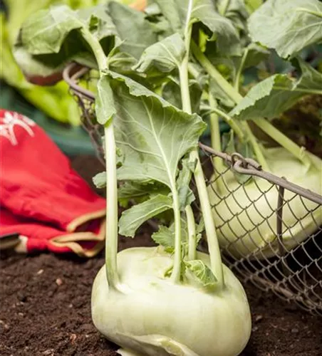 Kohlrabi 'Weißer Delikateß'