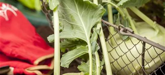 Kohlrabi 'Weißer Delikateß'