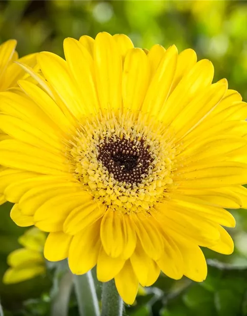 Gerbera 'Garvinea® Sweet Smile'