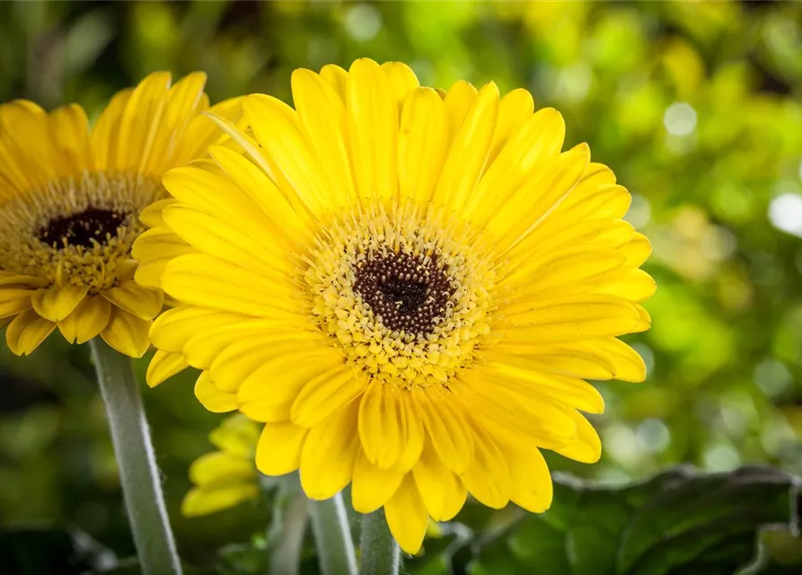 Gerbera 'Garvinea® Sweet Smile'