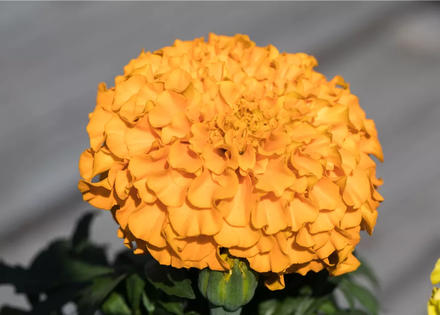 Hohe Studentenblume 'Antigua Orange'