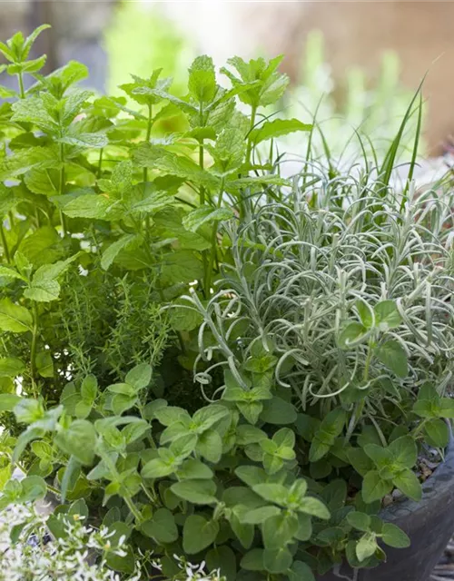 Oregano