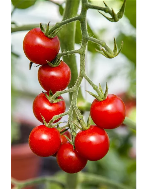 Tomate 'Supersweet 100 F1'