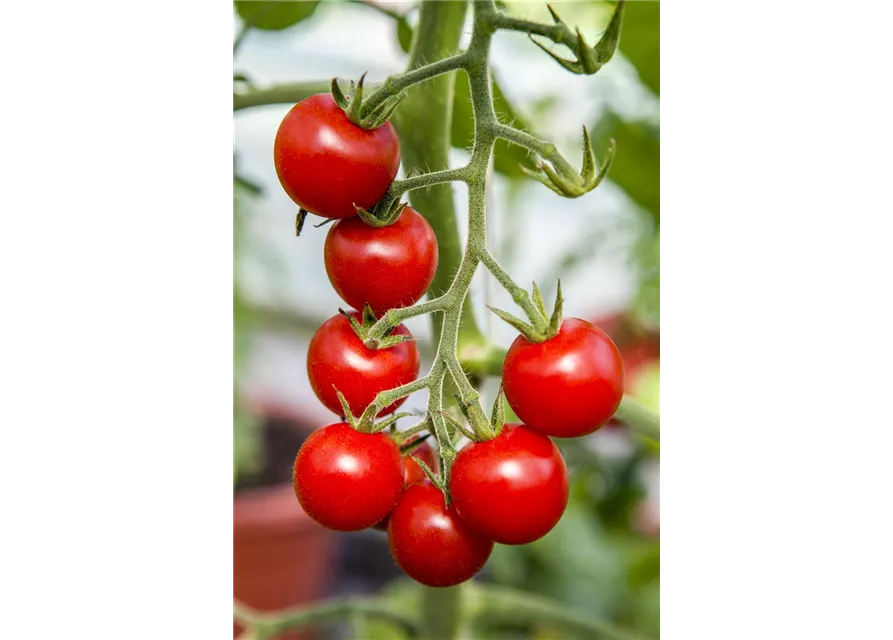 Tomate 'Supersweet 100 F1'