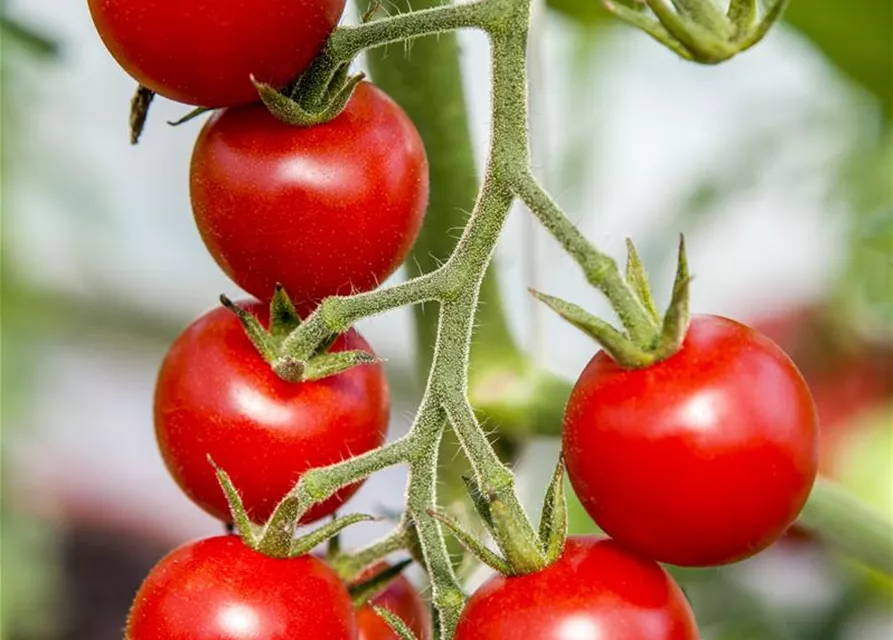 Hängetomate 'Brasil® Red'