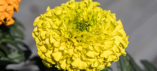 Hohe Studentenblume 'Antigua Yellow'