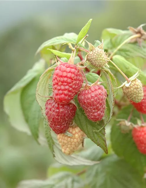 R Rubus fruticosus x idaeus 'Tayberry' ® CAC