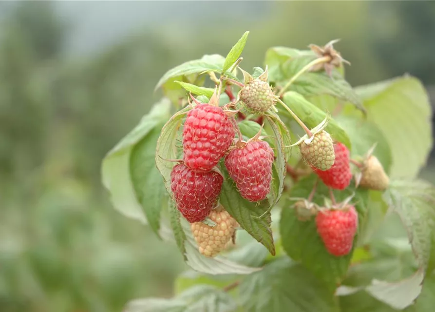 R Rubus fruticosus x idaeus 'Tayberry' ® CAC