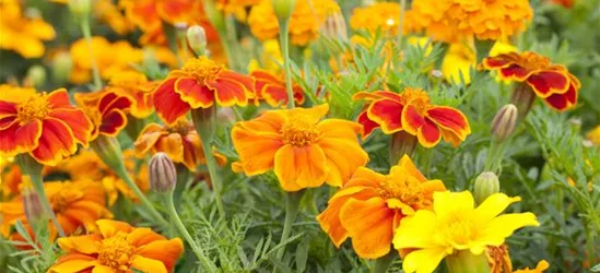 Tagetes 'Espana Mix'