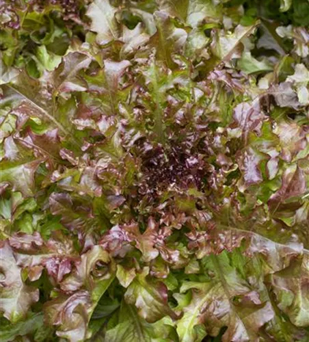 Eichblattsalat 'Cocarde'