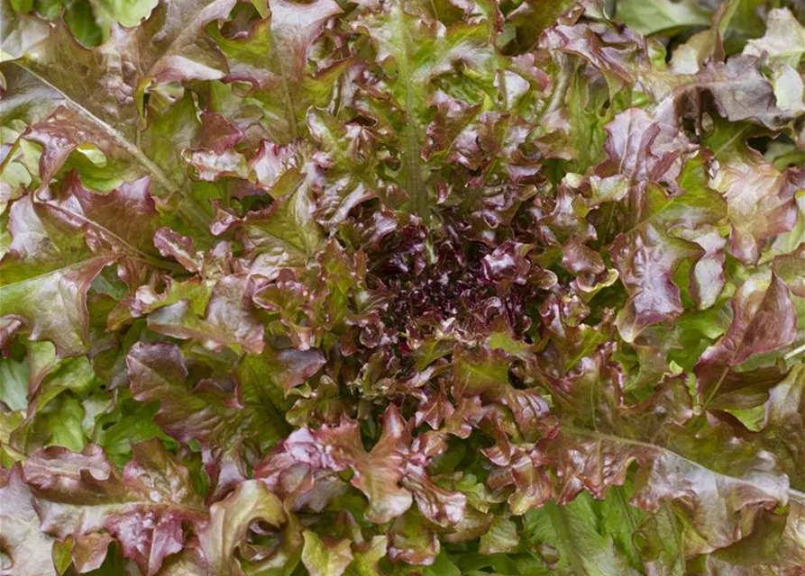 Eichblattsalat 'Cocarde'