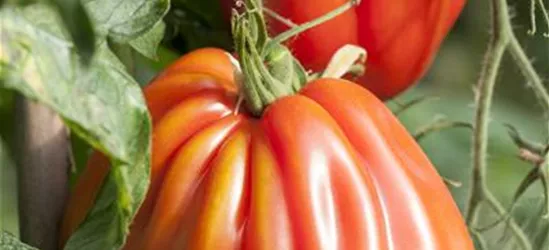 Fleischtomate 'Corazon F1'