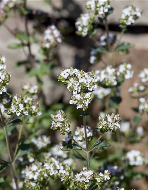 Oregano