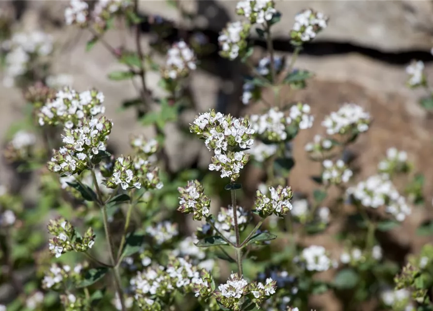 Oregano