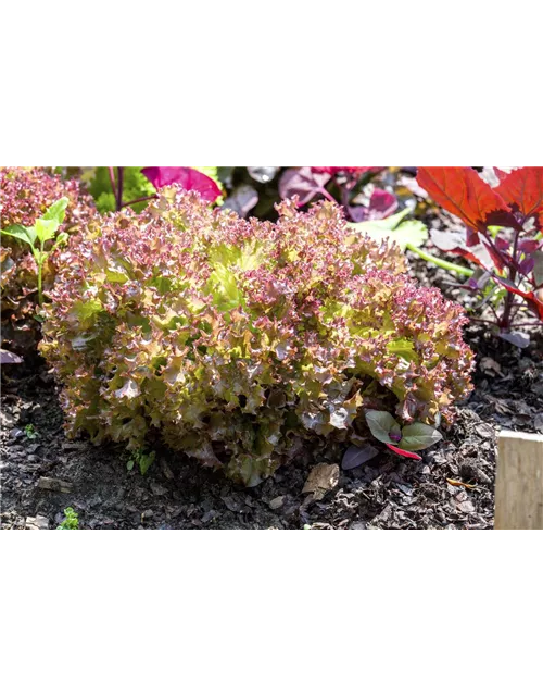 Pflücksalat 'Lollo rosso'