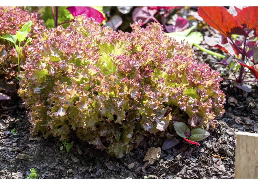 Pflücksalat 'Lollo rosso'