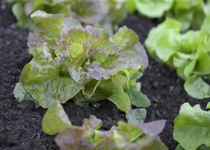 Kopfsalat 'Vierjahreszeiten'