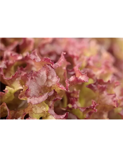 Pflücksalat 'Lollo rosso'