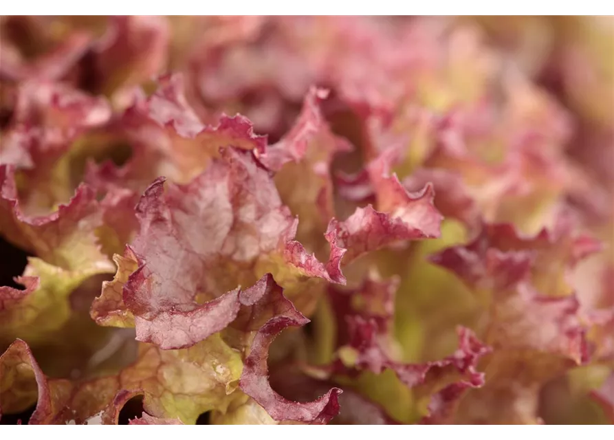 Pflücksalat 'Lollo rosso'