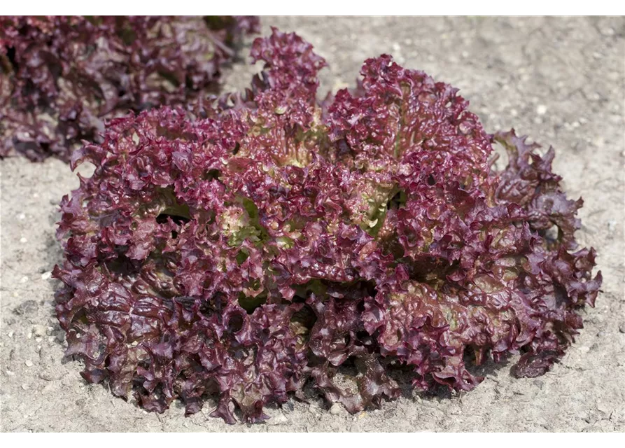 Pflücksalat 'Lollo rosso'