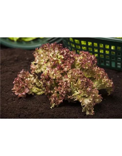 Pflücksalat 'Lollo rosso'