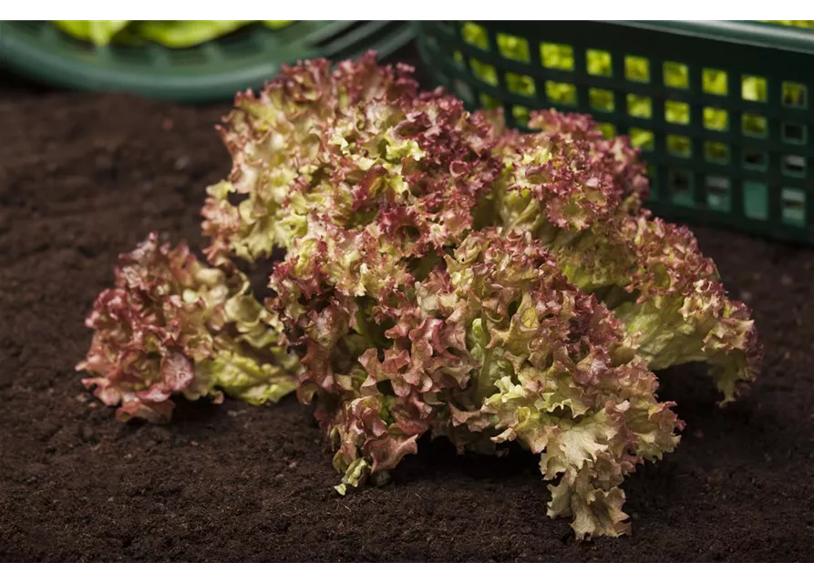 Pflücksalat 'Lollo rosso'