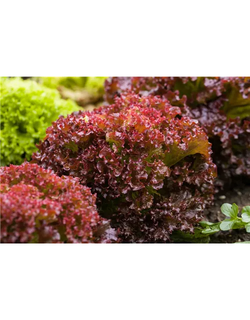 Pflücksalat 'Lollo rosso'