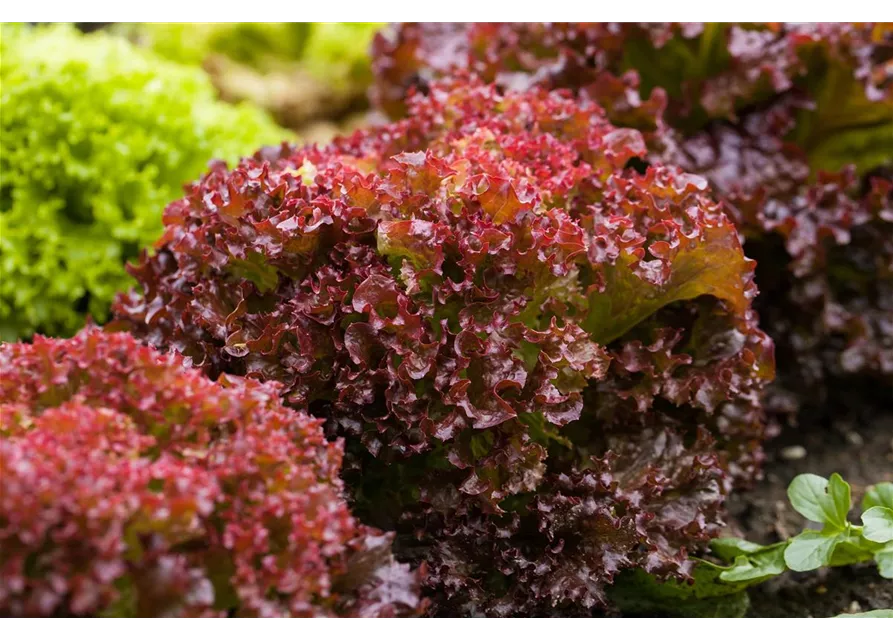 Pflücksalat 'Lollo rosso'