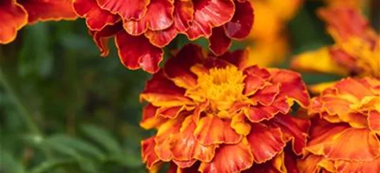 Studentenblume 'Texana® Bolero'