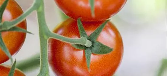 Tomate 'Bolstar Gimli'