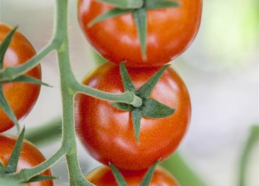 Tomate 'Bolstar Gimli'