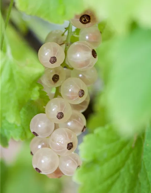 Johannisbeere 'Summer Pearls® White'