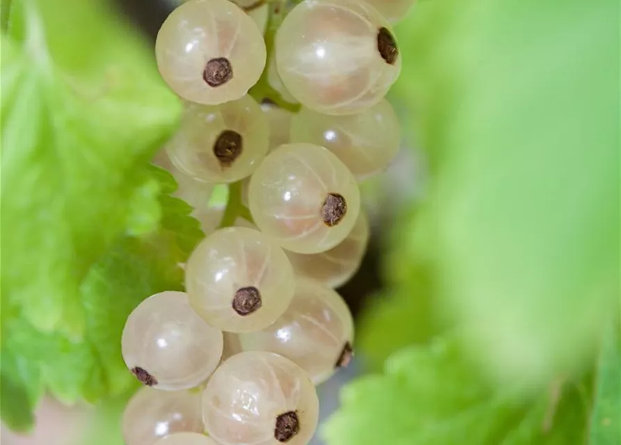 Johannisbeere 'Summer Pearls® White'