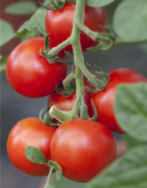 Salattomate 'Bolstar Granda'