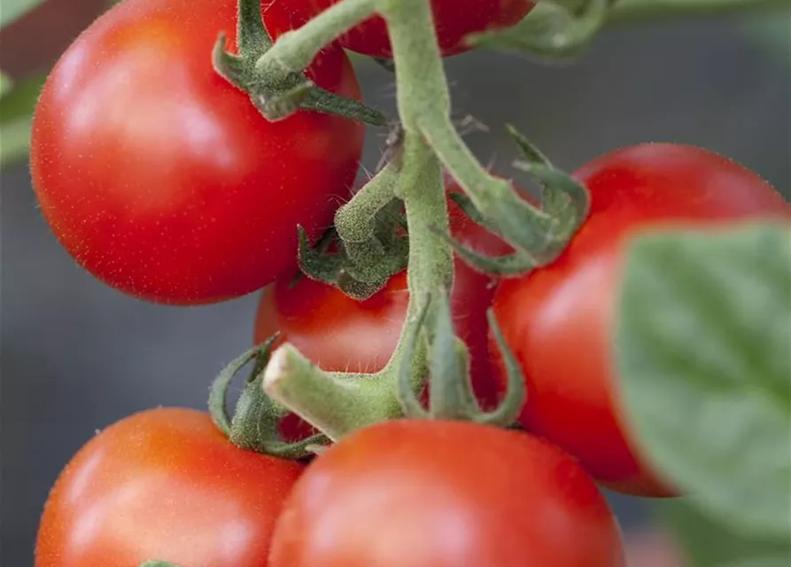 Salattomate 'Bolstar Granda'