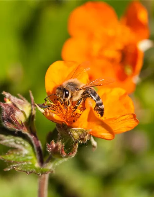 Bienenweide