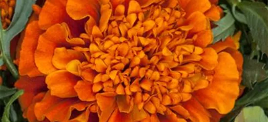 Studentenblume 'Texana® Fireball'