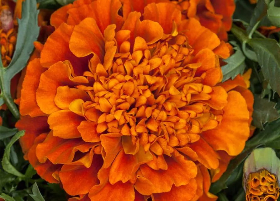 Studentenblume 'Texana® Fireball'