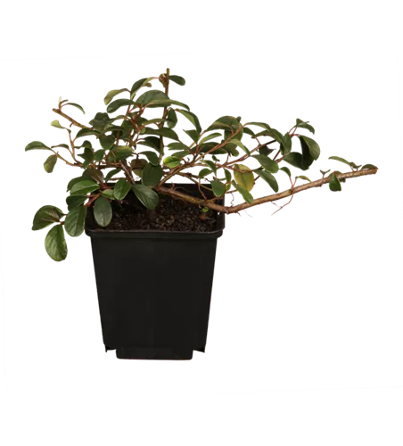 Cotoneaster Zwergmispel