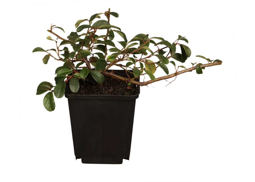 Cotoneaster Zwergmispel