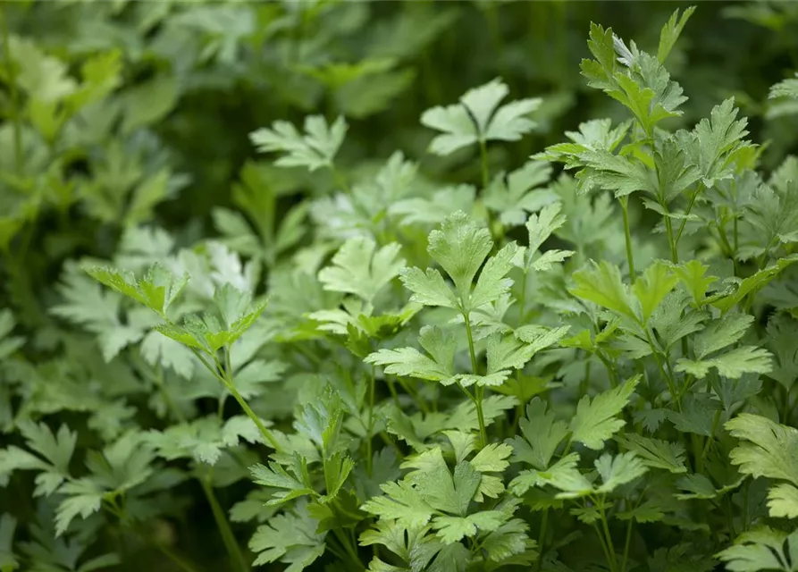 Krause Petersilie 'Grüne Perle'