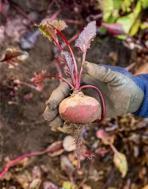 Rote Beete