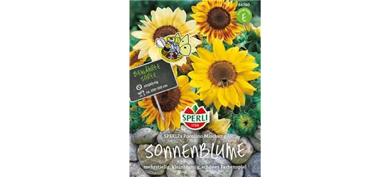 Sonnenblume 'Pocolino'