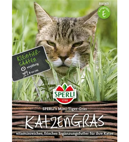 Katzengras