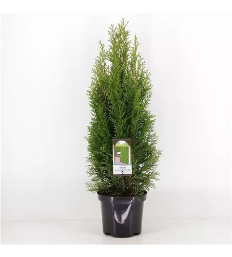 Thuja occidentalis 'Smaragd'