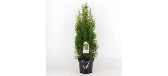 Thuja occidentalis 'Smaragd'