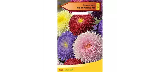 Aster 'Riesen Prinzess'