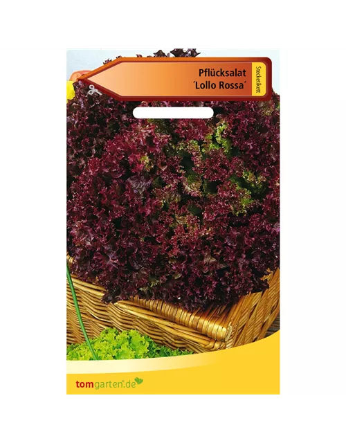 Pflücksalat 'Lollo rosso'