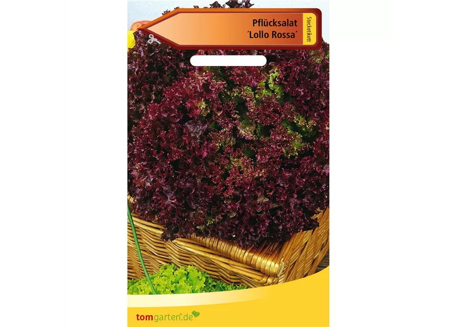 Pflücksalat 'Lollo rosso'